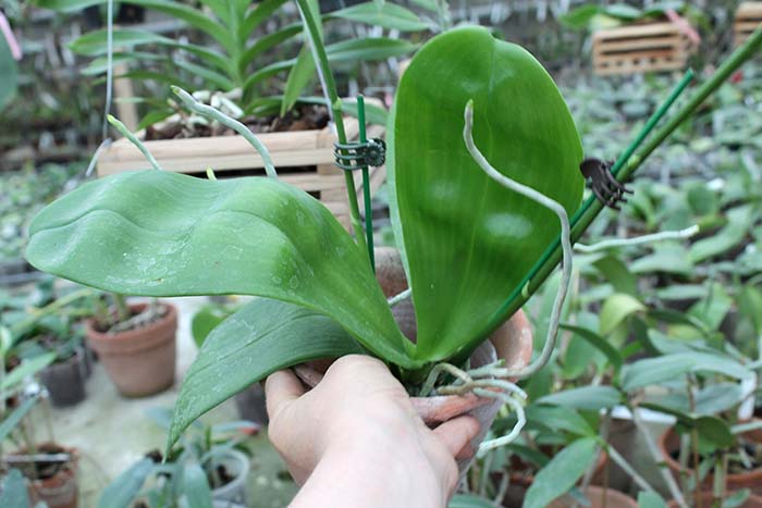 Phalaenopsis Zheng Min Falcon.jpg