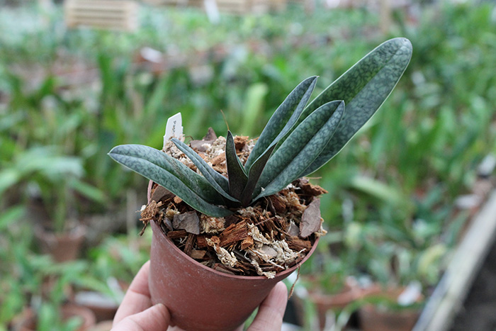 Paphiopedilum bellatulum x anitum.jpg