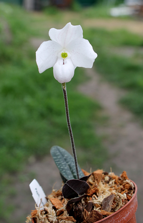 Paphiopedilum thaianum.jpg