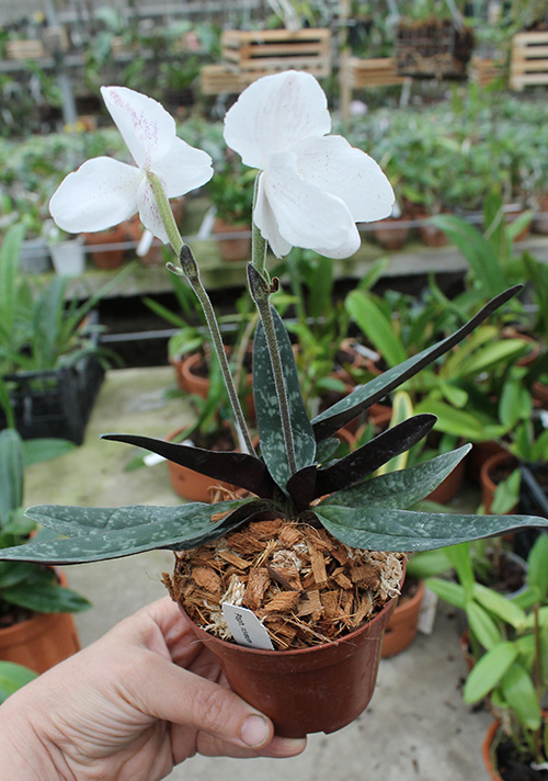Paphiopedilum niveum.jpg