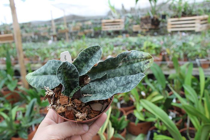 Paphiopedilum vietnamense.jpg