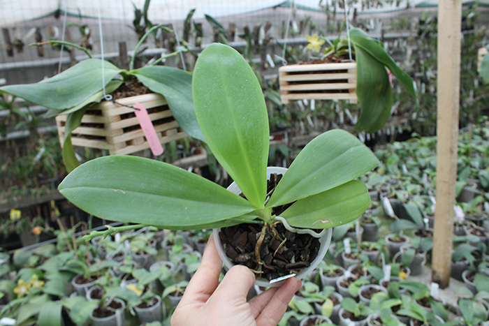 Phalaenopsis speciosa.jpg