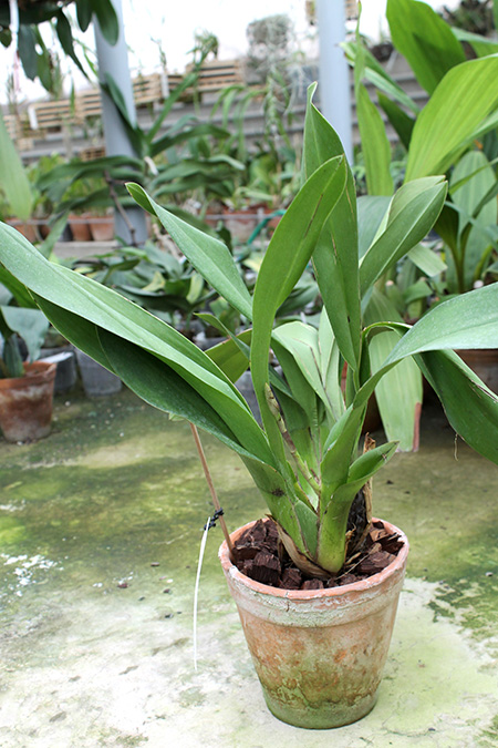 Odontioda Lovely Morning Sayaka 'Very Dark'.jpg