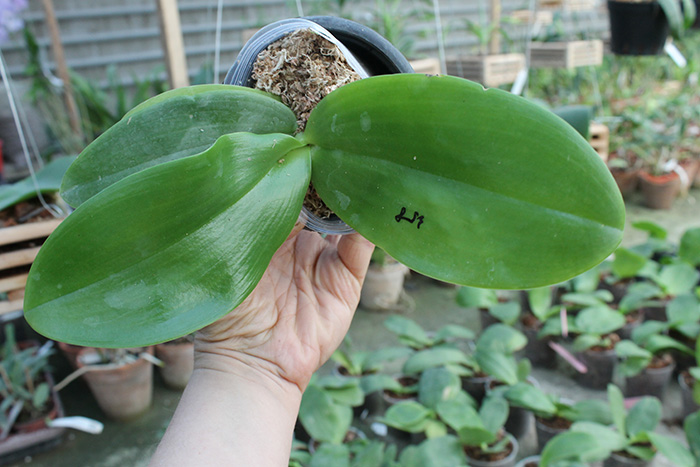 Phalaenopsis gigantea x Mituo Coral Mambonosa.jpg