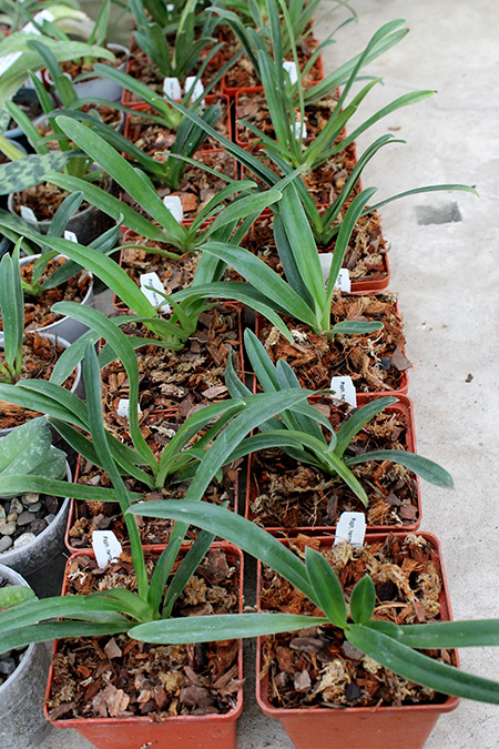 Paphiopedilum herrmannii.jpg