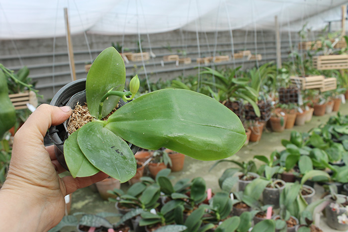 Phalaenopsis Zeng Min Muscadine x violacea indigo.jpg