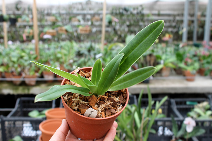 Paphiopedilum tranlienianum.jpg