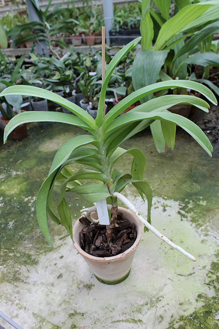 Aeridovanda Pothisarn.jpg