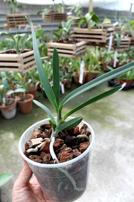 Vanda denisoniana orange x Ascocenda Rasri Gold.jpg