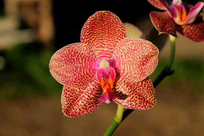 Phalaenopsis Yaphon Sir x Mituo Sun.jpg