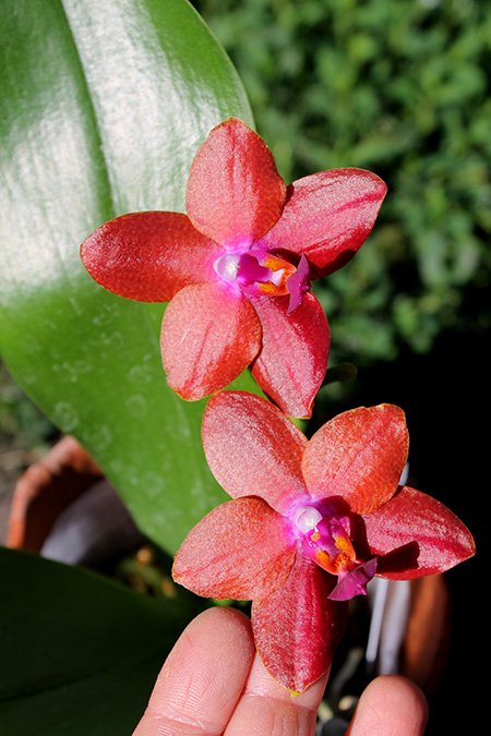 Phalaenopsis Zheng Min Falcon.jpg