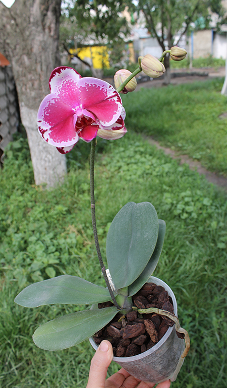 Phalaenopsis I-Lan Cat.jpg