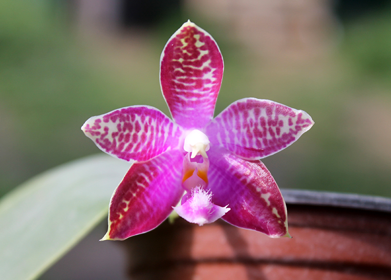 Phalaenopsis corningiana x Phalaenopsis Coral Isles.jpg