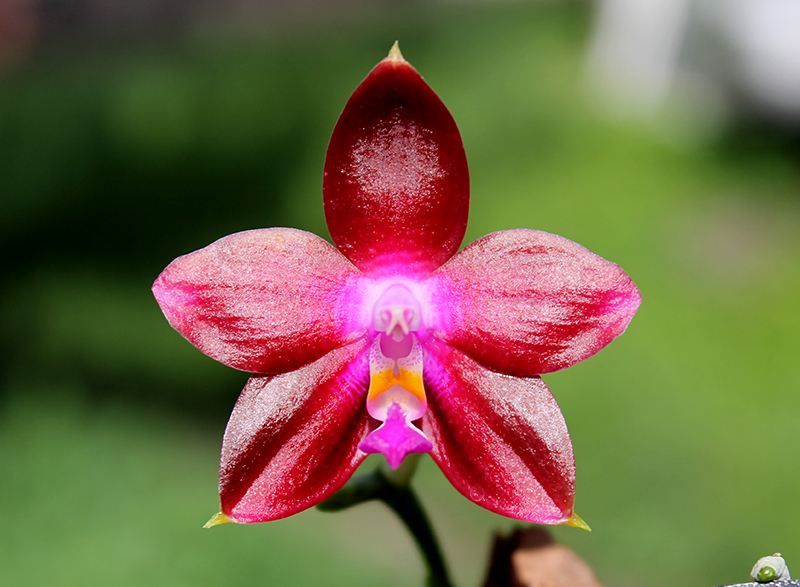 Phalaenopsis tetraspis 'C#1' x Dragon Tree Eagle.jpg