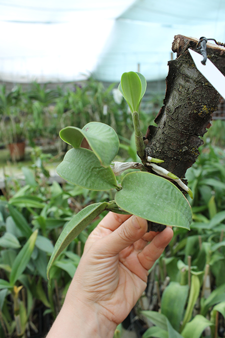 Cattleya nobilior coerulea 'Pledge' x 'Buna Blue'.jpg