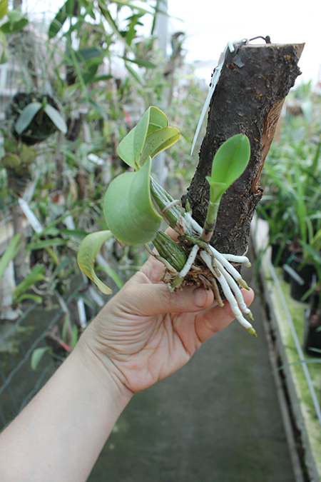 Cattleya nobilior semi-alba.jpg