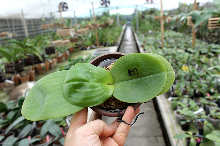 Phalaenopsis Yuda Red Blood x Chingruey's Fancy.jpg