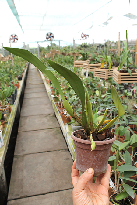 Trichopilia Senne Star (tortilis 'large' x turialbae 'alpha').jpg