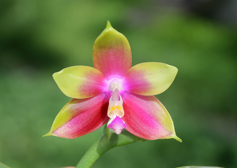 Phalaenopsis Mituo Sun Queen x Samera.jpg