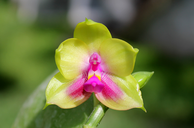 Phalaenopsis LD Emerald Bear x LD Double Dragon.jpg