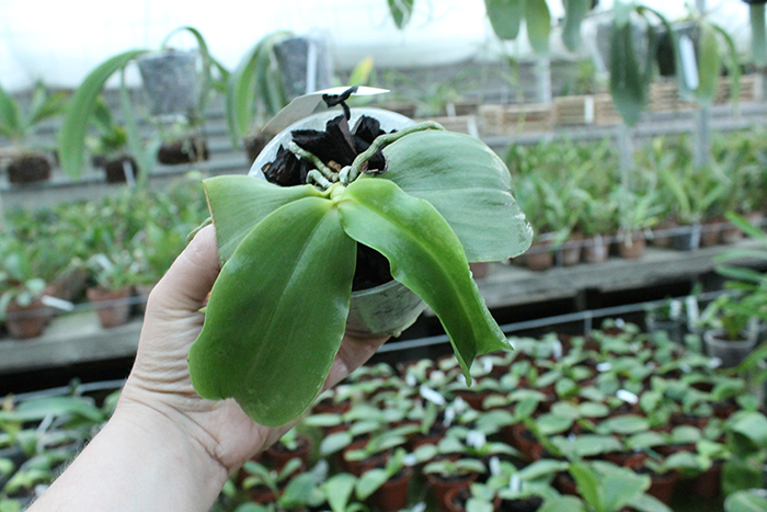 Phalaenopsis Princess Kaiulani 'Chin Yo'.jpg