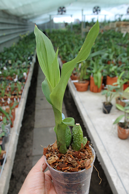Lycaste Sumiyoshi (Chita Parade 'Wine Red' 4N x Shoalhaven 'Kyoto' 4N).jpg