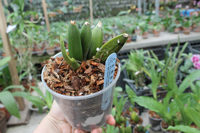 Lycaste Cherish (Shoalhaven 'Kitazono 4N' x Chita Melody 'Star Fire').jpg