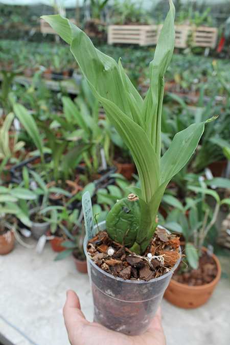 Lycaste Mount Hiei (Mount Hira x Shoalhaven 'Kobe').jpg