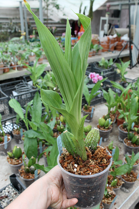 Lycaste Arashiyama (macrobulbon x Shoalhaven 'Kobe').jpg
