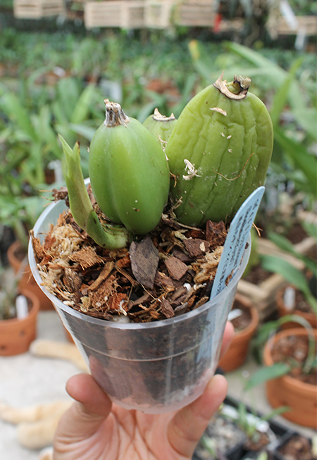 Lycaste Shonan Melody (Sunray 'Odette' x Shoalhaven 'Kyoto').jpg