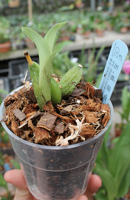 Lycaste Sakura (John Ezzy 'Pink Star' x Mrs Eiko).jpg