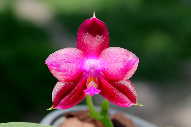 Phalaenopsis Yaphon Red Jewel x Ld's Bear King.jpg