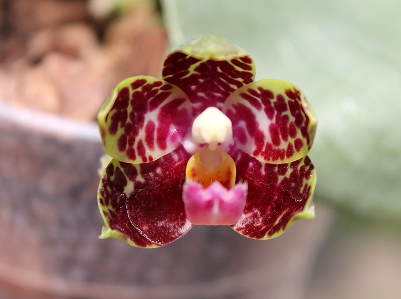 Phalaenopsis gigantea x Chang Yi 'Green Giant'.jpg
