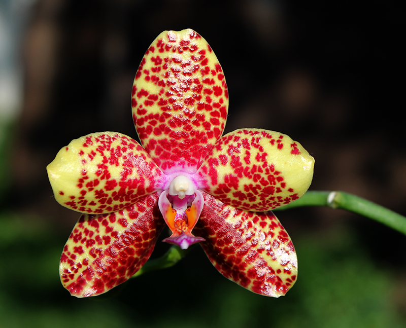 Phalaenopsis Chang Jo (Chang Jhih Rose x Jong's Gigan Cherry).jpg