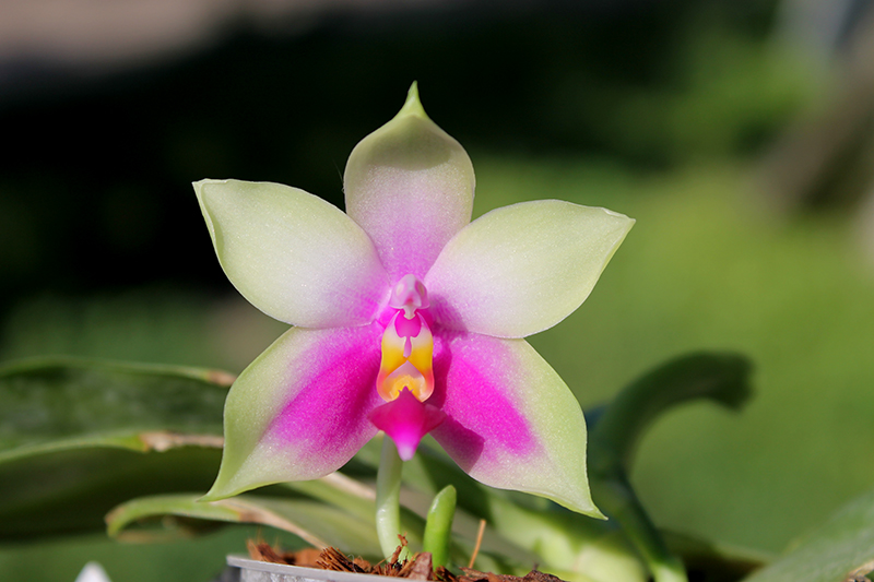 Phalaenopsis bellina AL.jpg