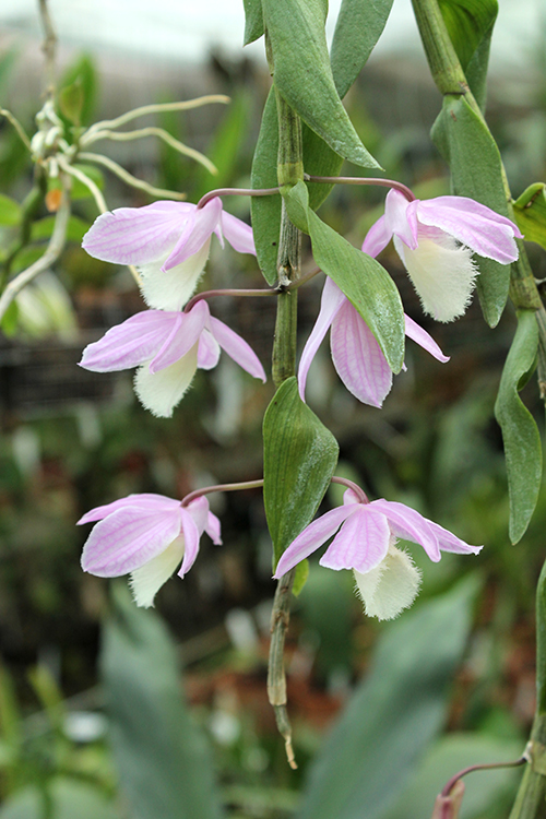Dendrobium pierardii x loddigesii.jpg