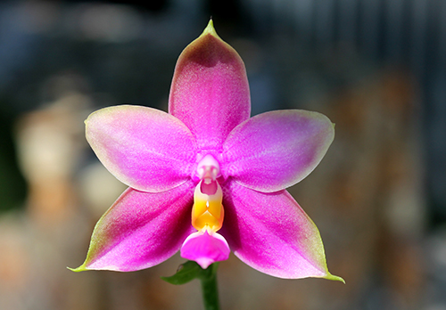 Phalaenopsis LDs Bear Queen x violacea blue.jpg