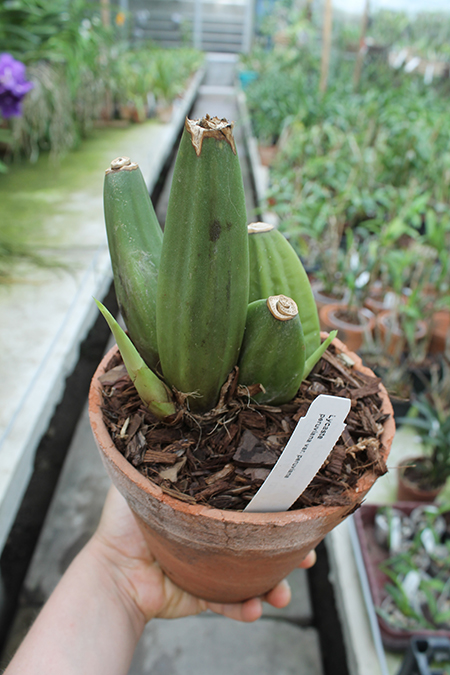 Lycaste peruviana var peruviana.jpg