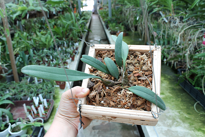 Bulbophyllum medusae.jpg