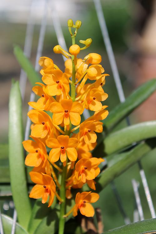 Ascocentrum miniatum.jpg