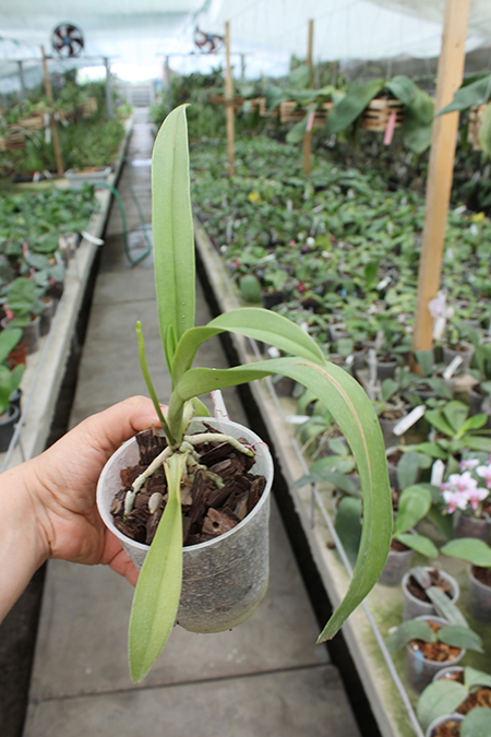 Doritis pulcherrima blue.jpg