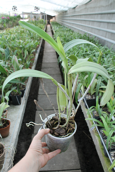 Cattleya Dominiana.jpg