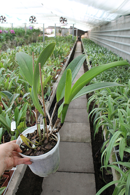 Brassolaeliocattleya Chunyeah x Brassolaeliocattleya Eve Marie Barnett 'Magnificent Watermelon Gold'.jpg