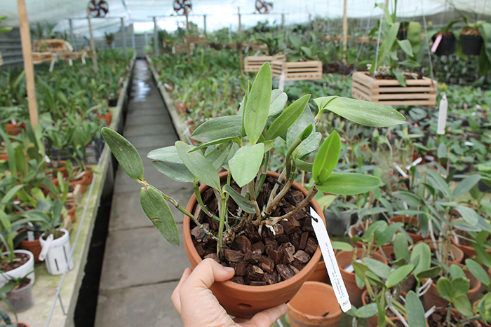 Cattleya forbesii ('Ching Hua' x 'Hsinying').jpg
