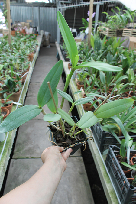 Cattleya harrisoniana clara 'Formosinha' x Cattleya harrisoniana escura 'Cheung's Delight'.jpg