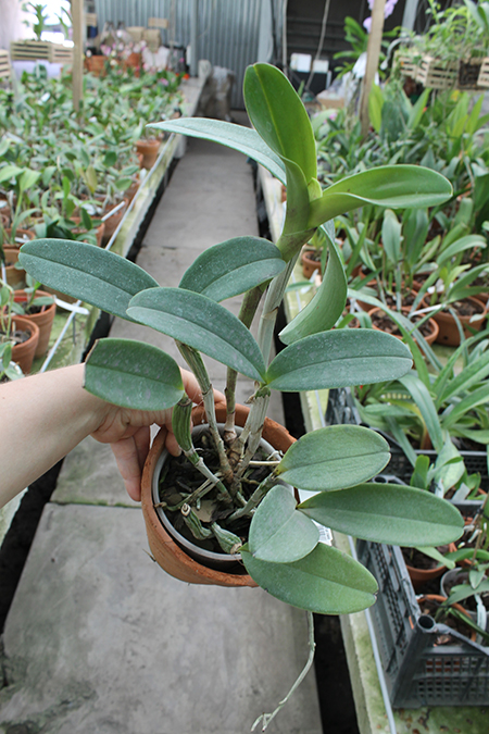 Cattleya violacea.jpg