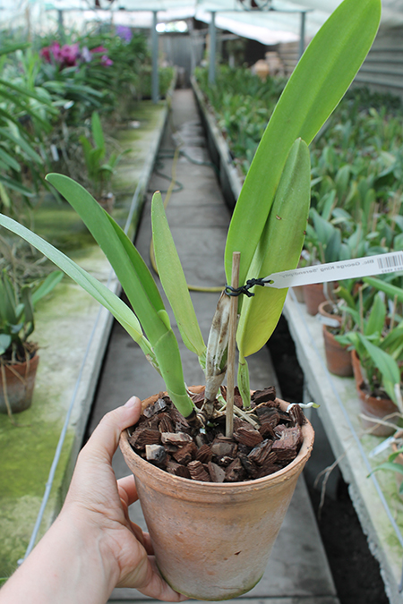 Brassolaeliocattleya George King 'Serendipity'.jpg