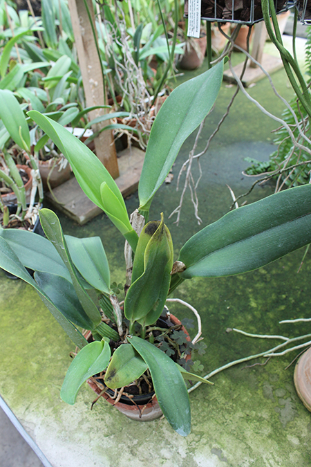 Brassolaeliocattleya Alma Kee 'Tipmalee'.jpg