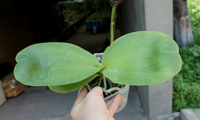 Phalaenopsis Mituo King.jpg