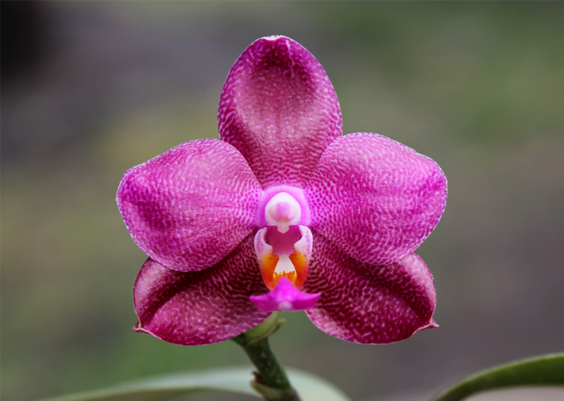 Phalaenopsis Ember 'Yaphon'.jpg